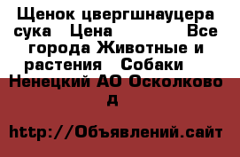 Щенок цвергшнауцера сука › Цена ­ 25 000 - Все города Животные и растения » Собаки   . Ненецкий АО,Осколково д.
